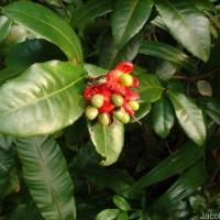 Ochna thomasiana Engl. & Gilg
